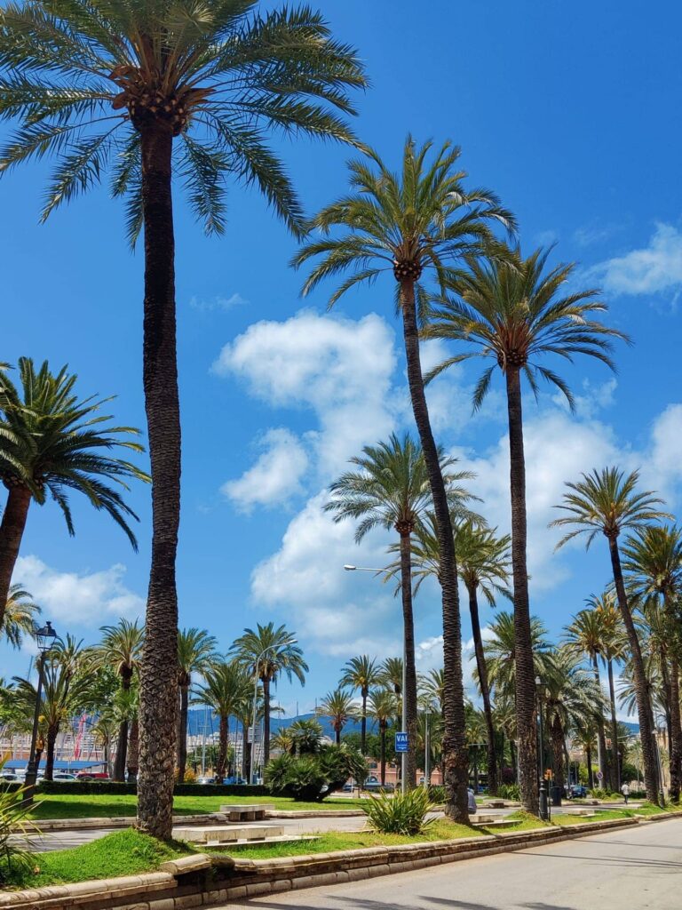 palm trees in Palma de mallorca