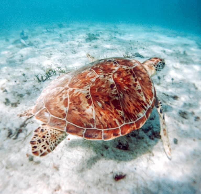 turtle bahamas