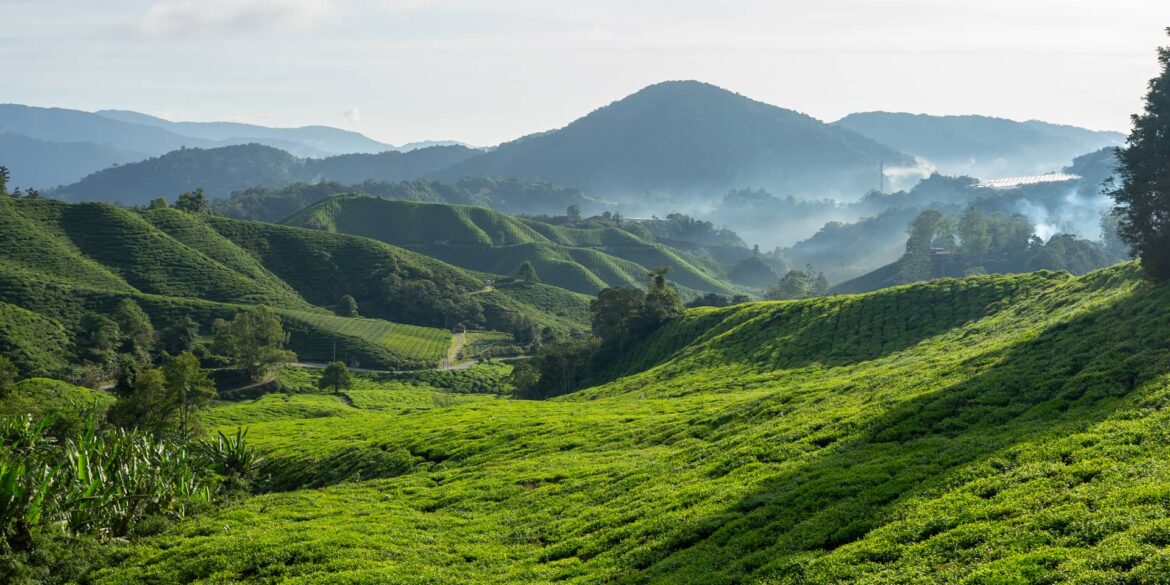 cameron highlands malaisie