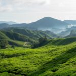 cameron highlands malaisie
