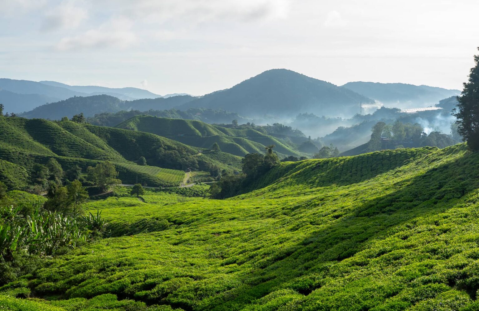 cameron highlands malaisie