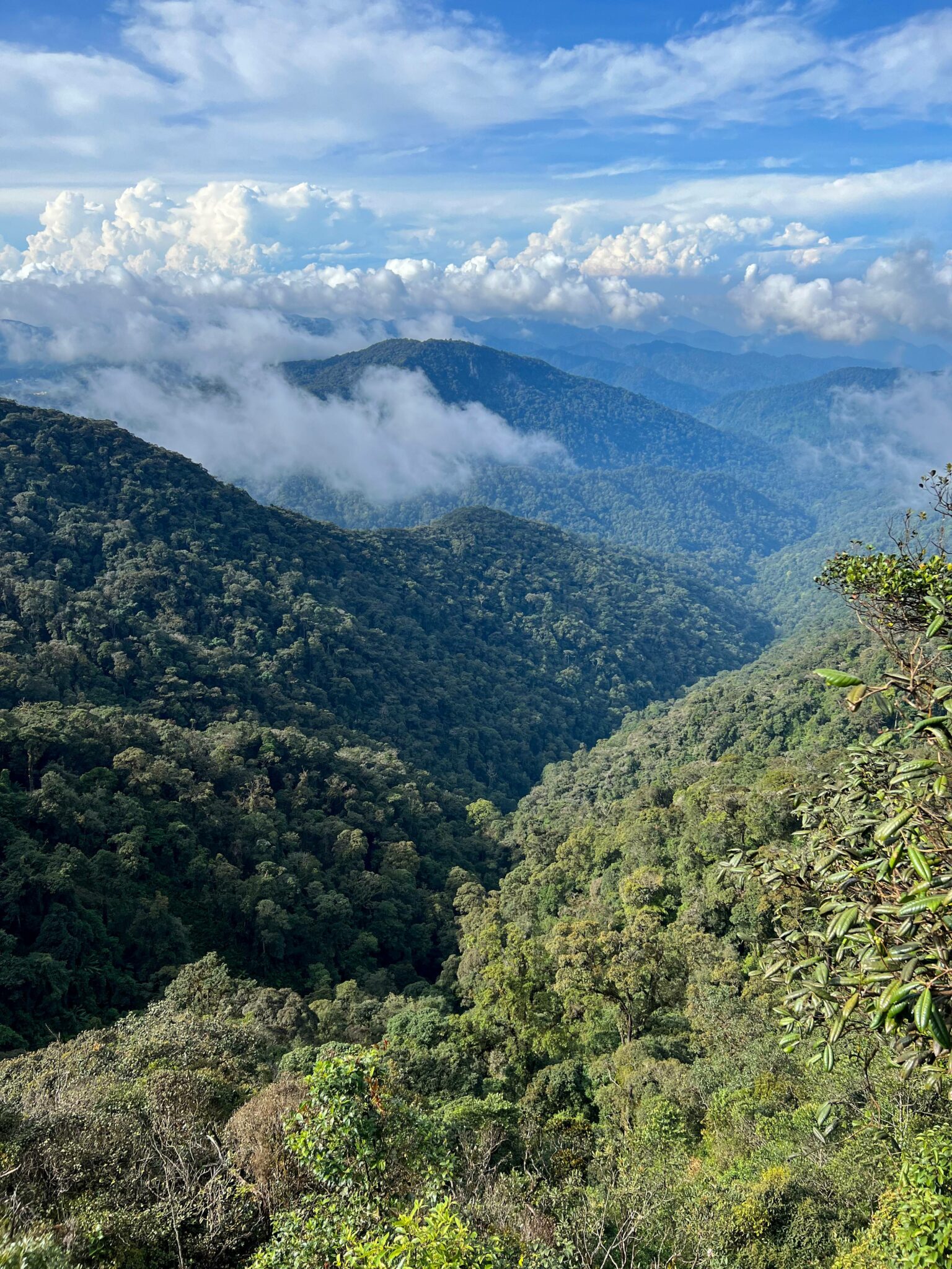 cameron-highlands