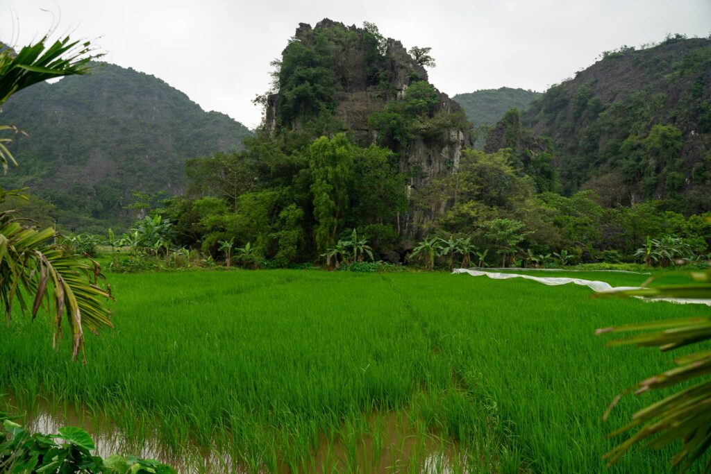 rizières dans la région de Tam Coc