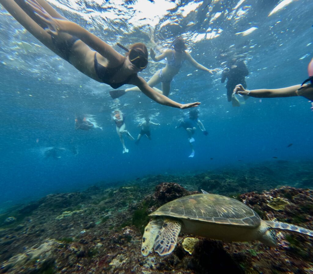 activité nagre avec les raie manta et tortue