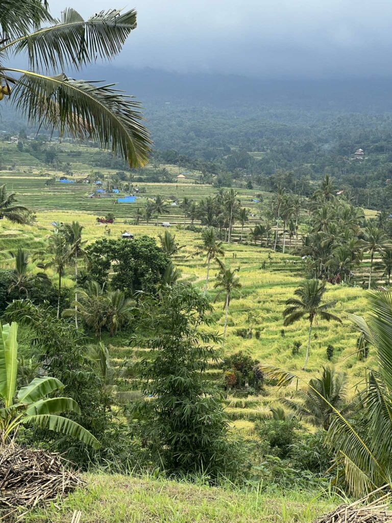 rizières de Jatiluwih à ubud