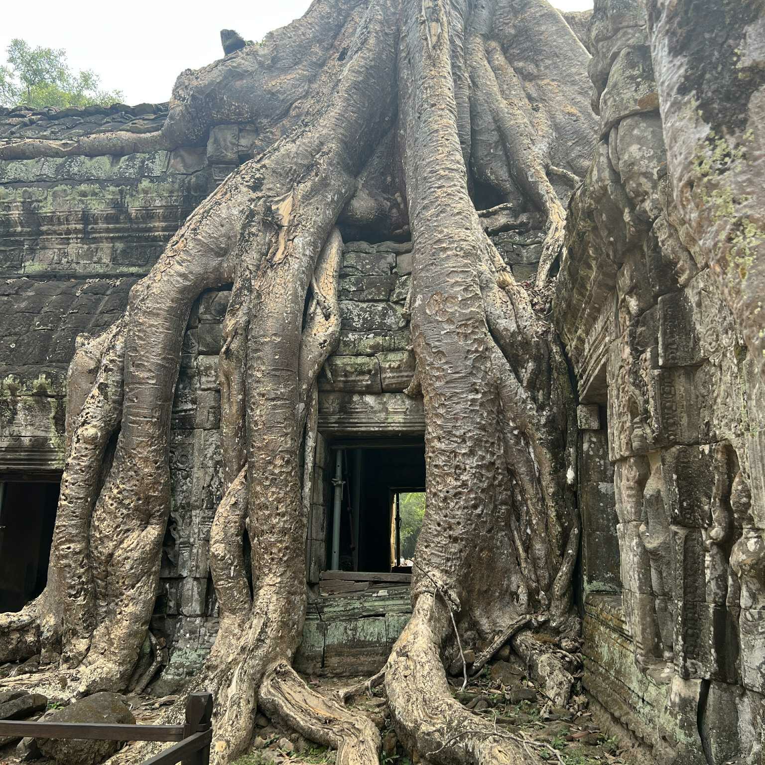 temple Ta Prohm - cambodge