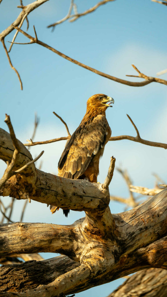 parc national de tsavo est