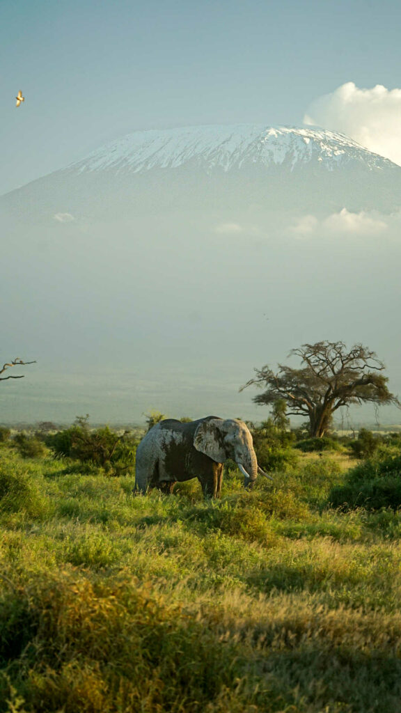 Parc d'Amboseli et kilimandjaro