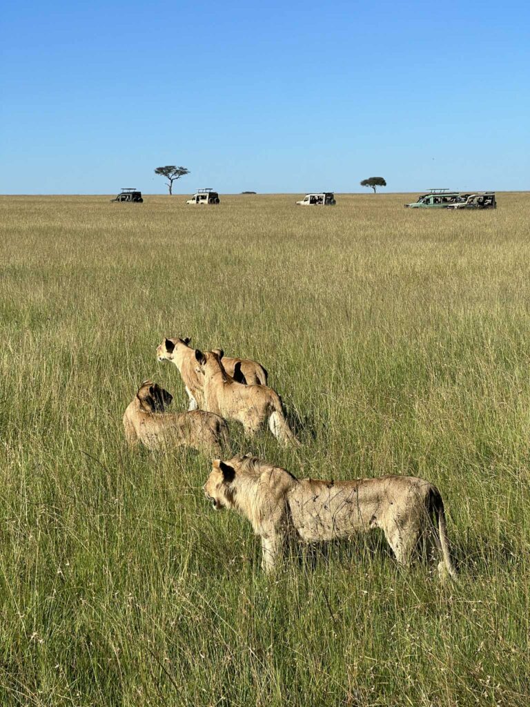 Masai Mara safari kenya