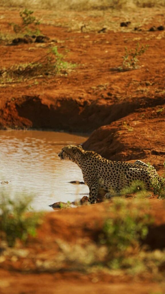 parc national de tsavo est