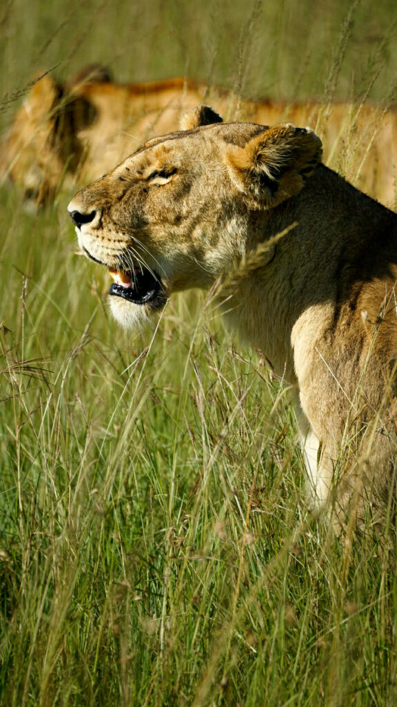 Safari dans le Maasai Mara