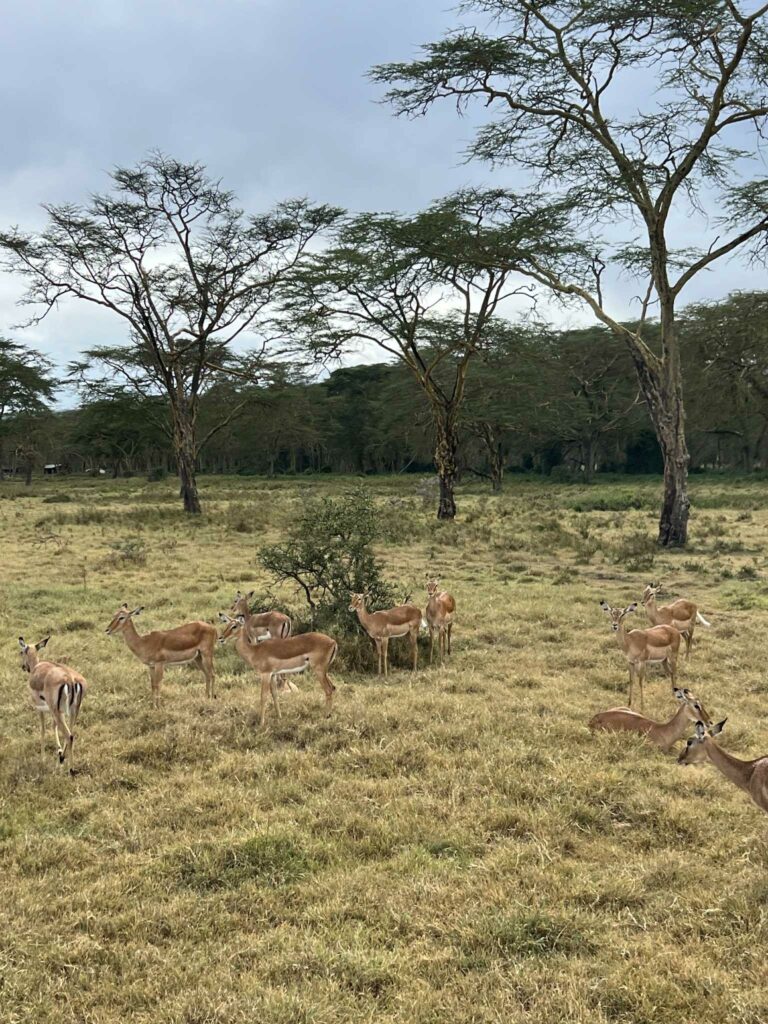 parc nakuru kenya
