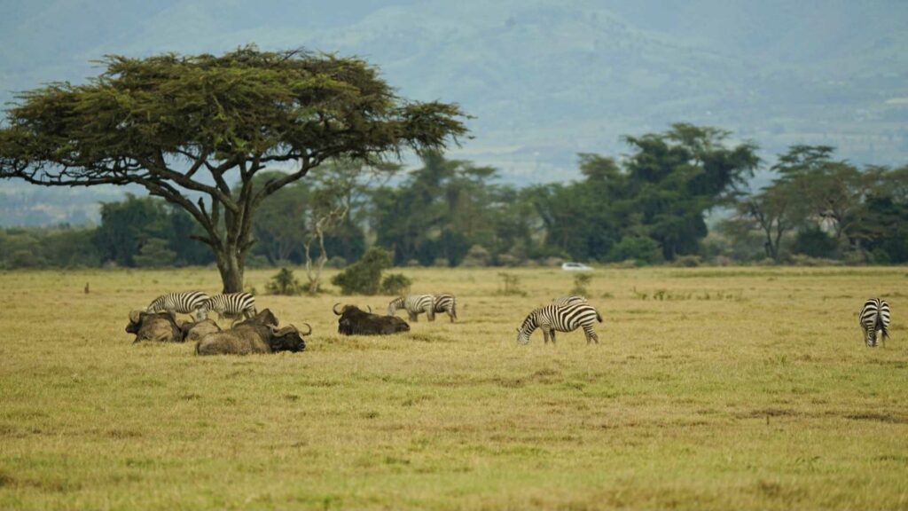safari kenya guide francophone