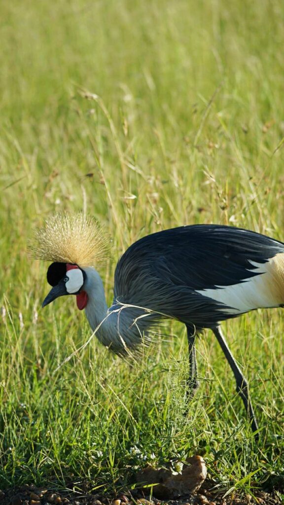 Safari dans le Maasai Mara