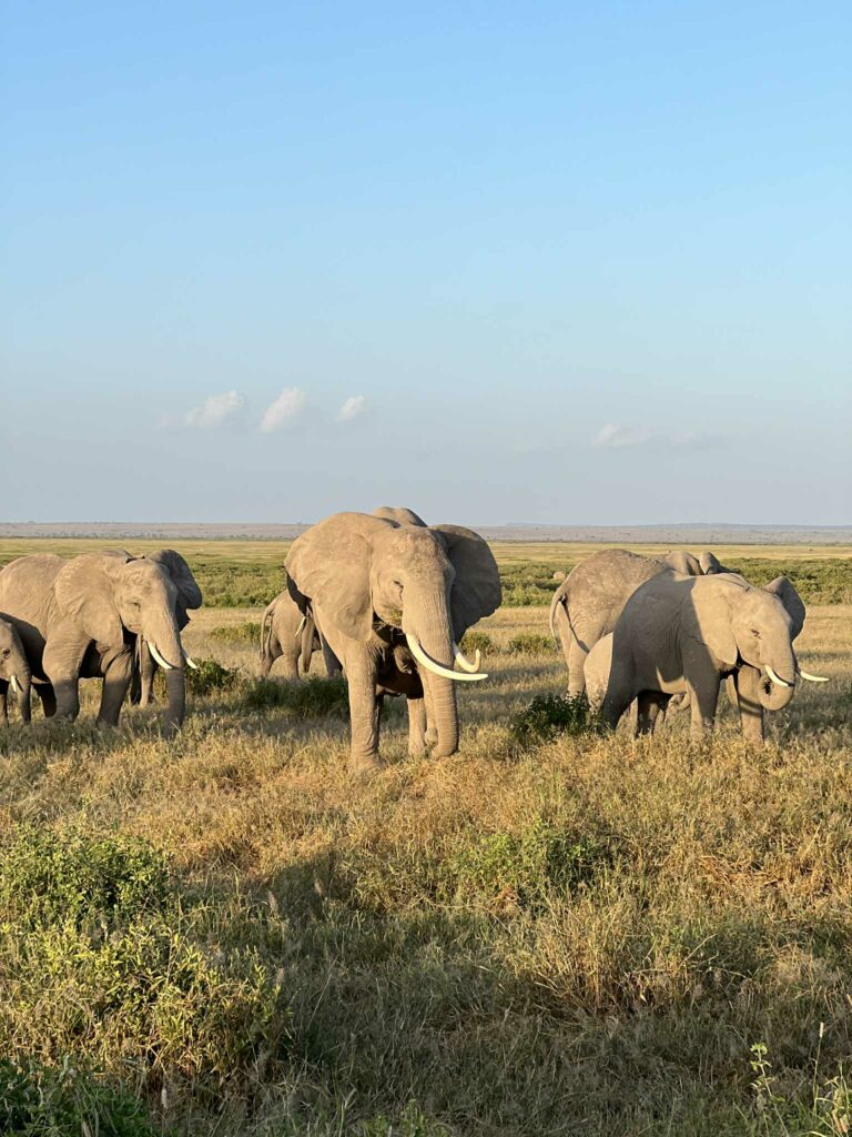 parc d'amboseli au kenya