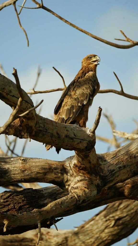 parc national de tsavo est