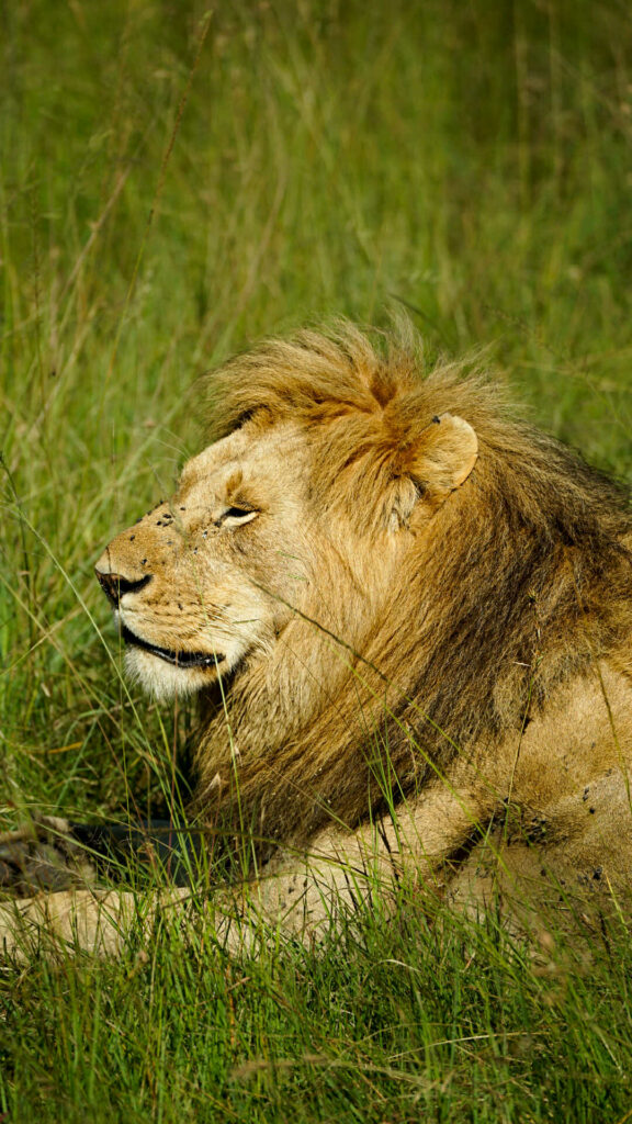 Safari dans le Maasai Mara