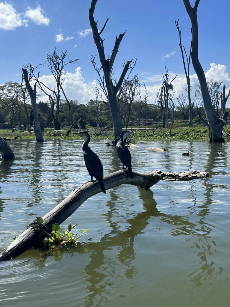 lac Naivasha au kenya