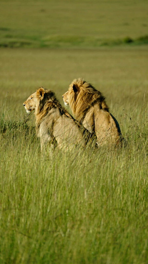 Safari dans le Maasai Mara