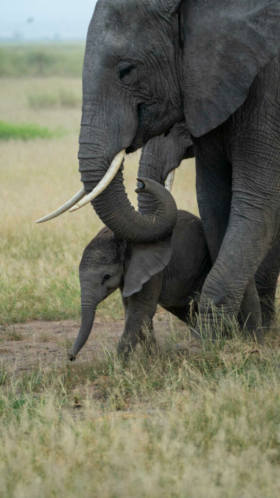 safari au kenya guide francophone