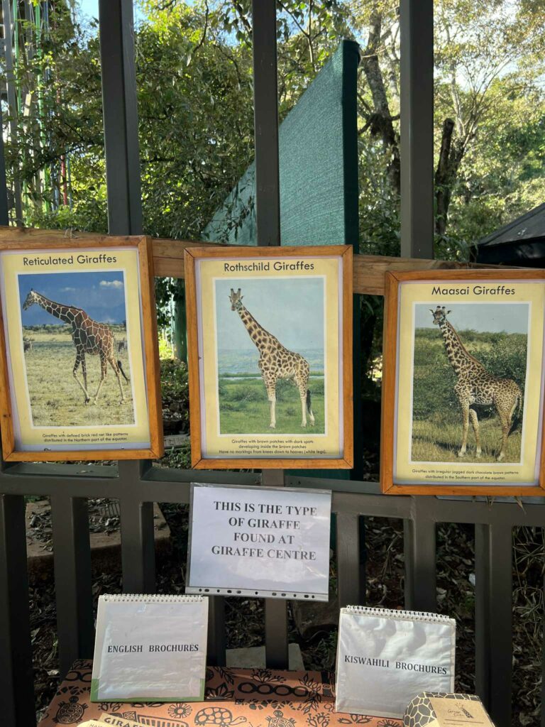 giraffe center à Nairobi