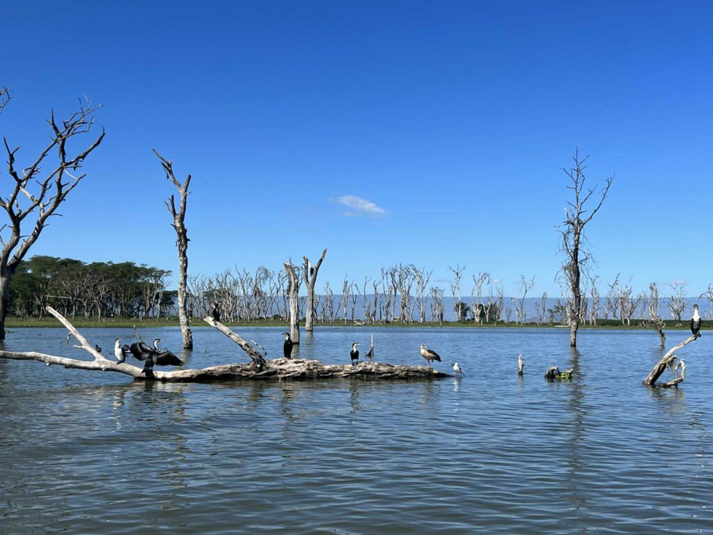 lac Naivasha au kenya