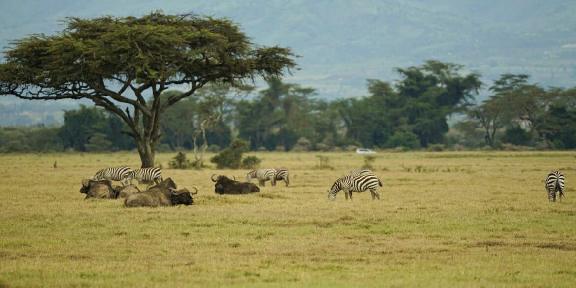 nakuru parc kenya