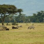 nakuru parc kenya