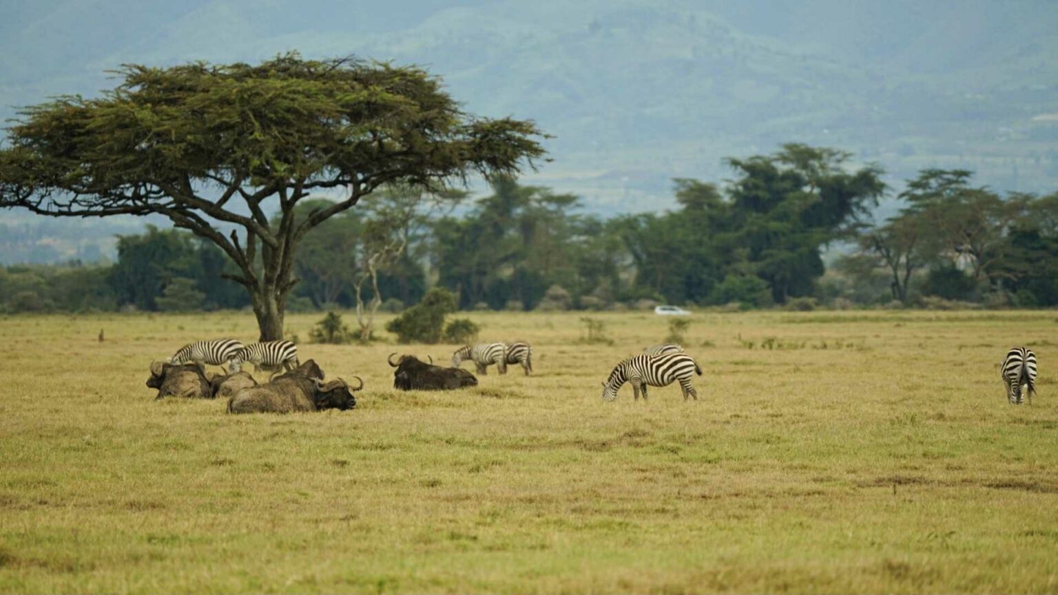 nakuru parc kenya