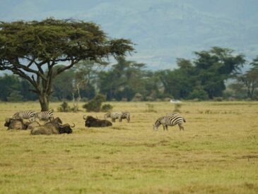 nakuru parc kenya
