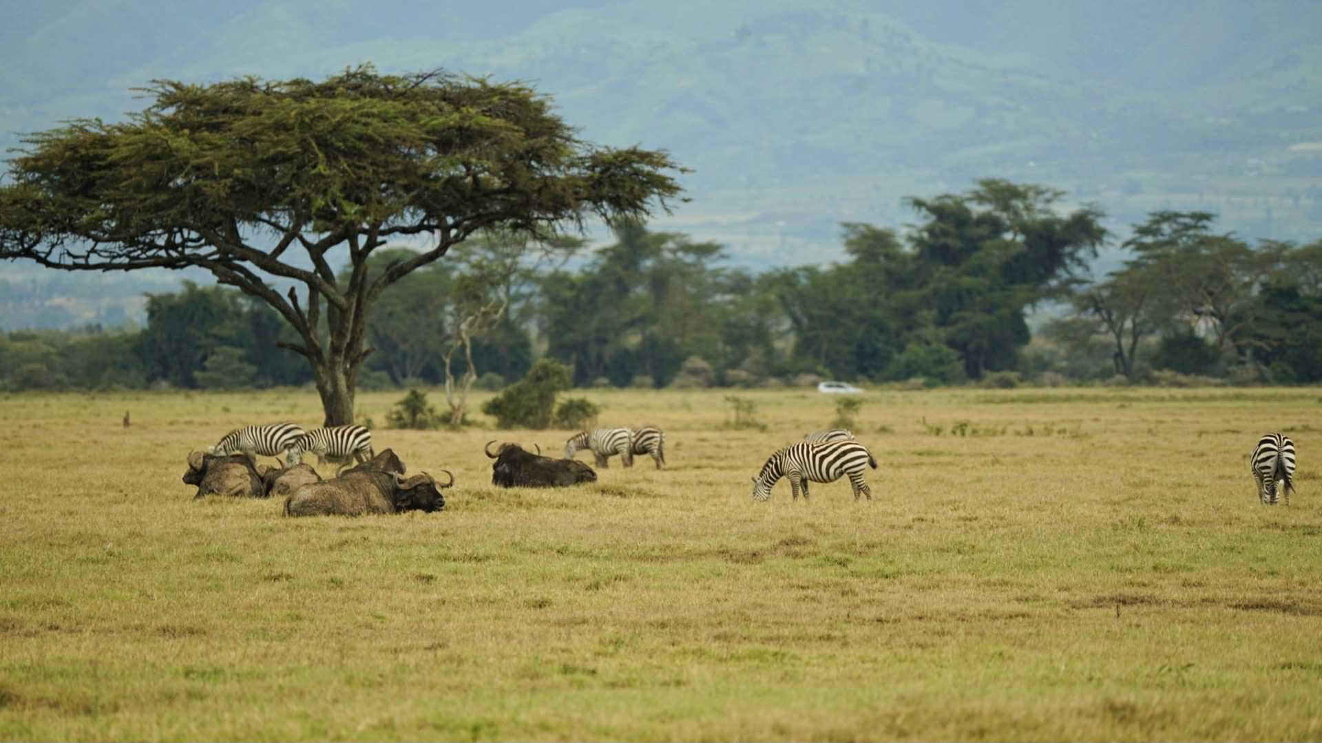 nakuru parc kenya