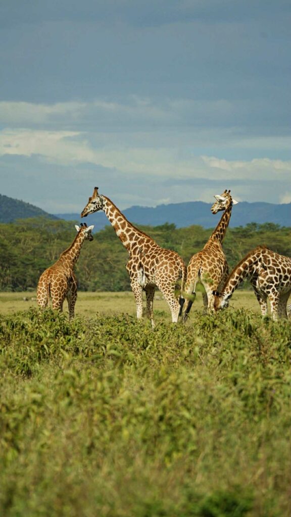 parc nakuru kenya