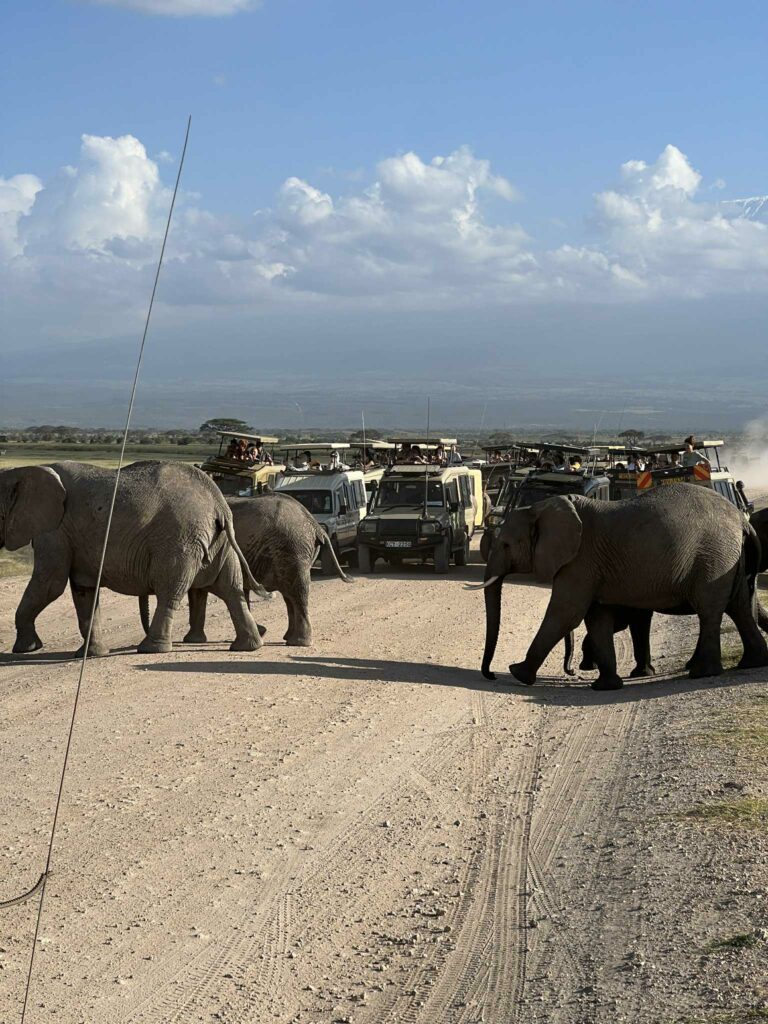 bouchons dans le parc d'amboseli