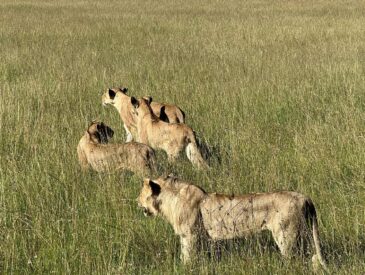 parc de massai mara kenya