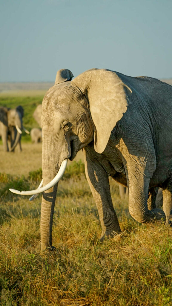 Parc d'Amboseli