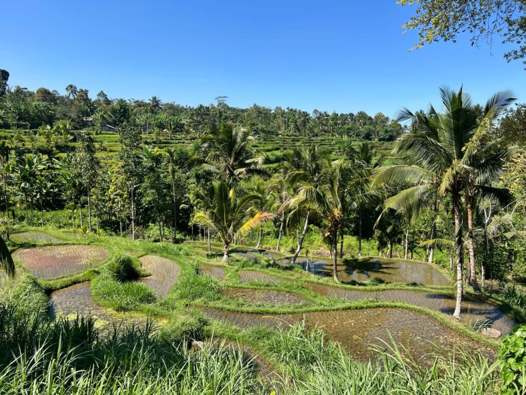 rizières de tetebatu lombok pendant itinéraire 10 jours lombok