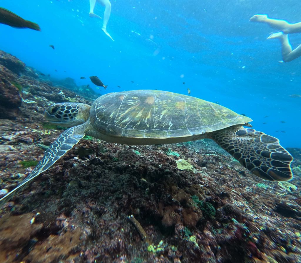 excursion raie manta lembongan
