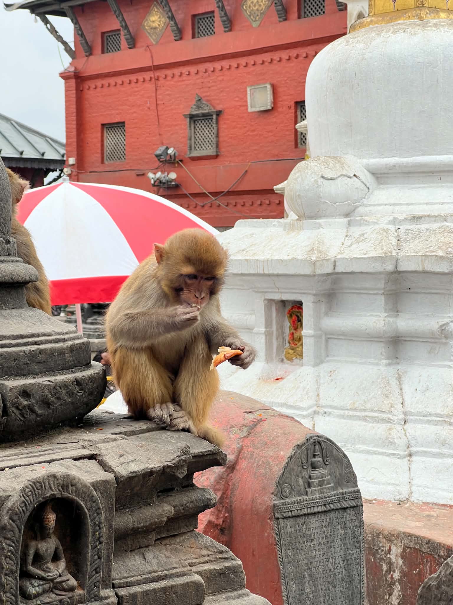 Swayambhunath, le temple aux singes