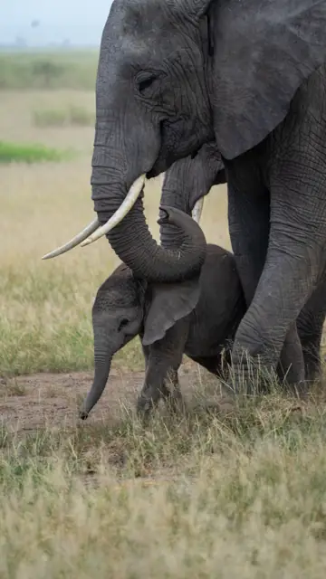 Éléphante et son petit lors d'un safari au Kenya